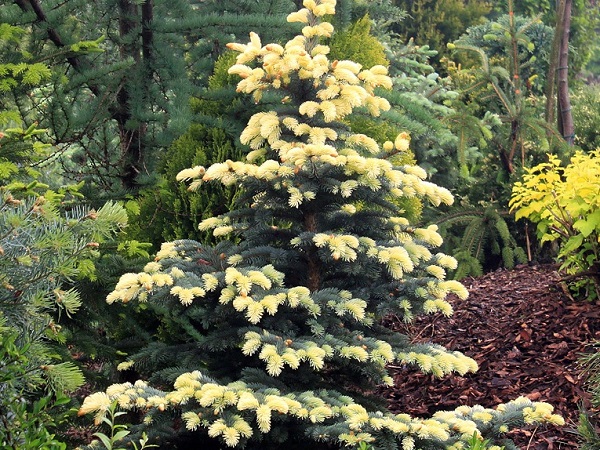 Eglė dygioji ,Bialobok' (lot. Picea pungens) Eglė dygioji ,Bialobok' (lot. Picea pungens)